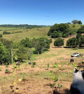 🇦🇺 ReForest Now