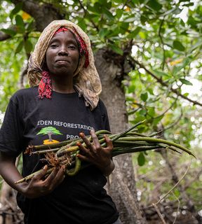 🇺🇬 Trees for the Future